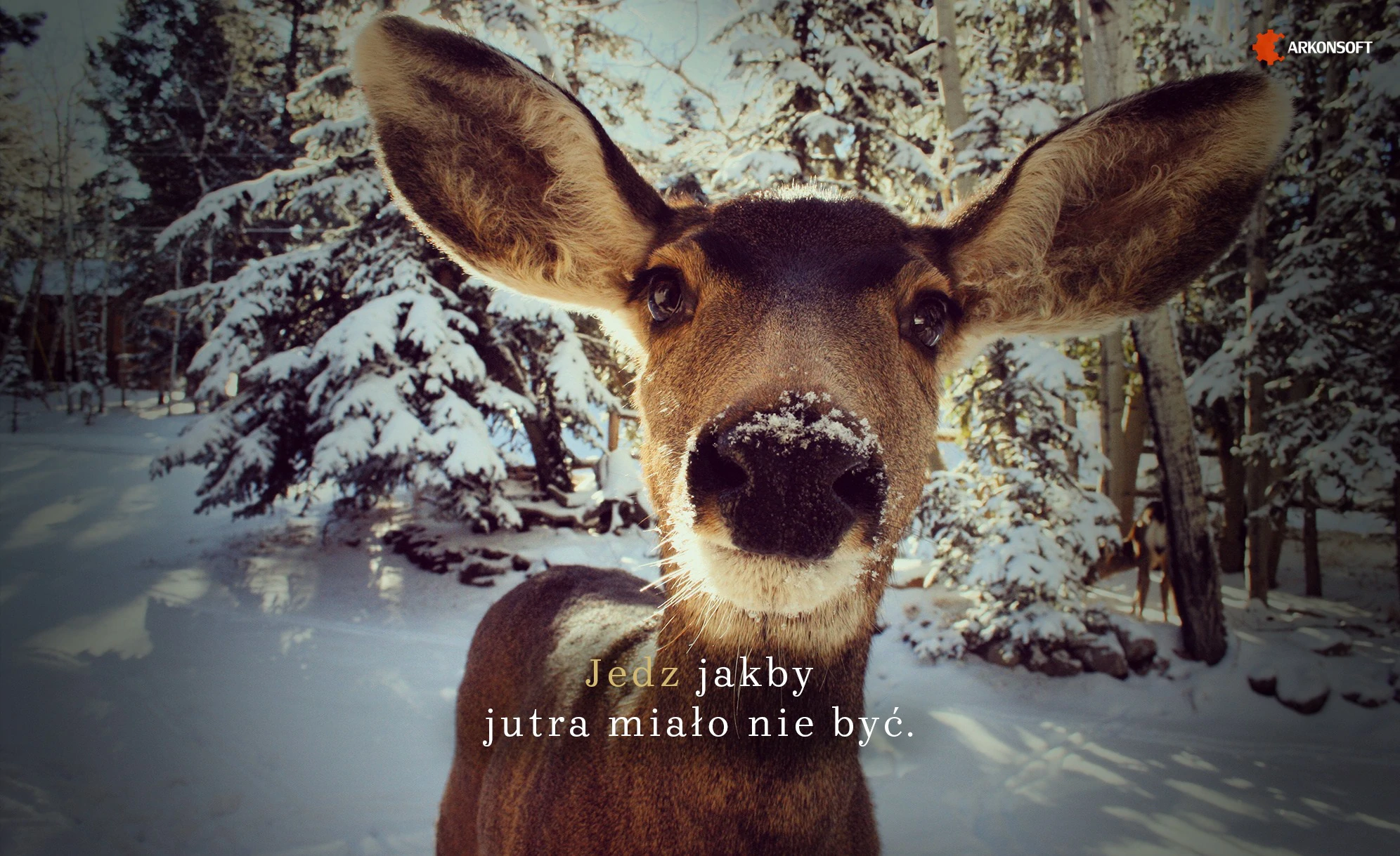 zdjęcie użytkownika